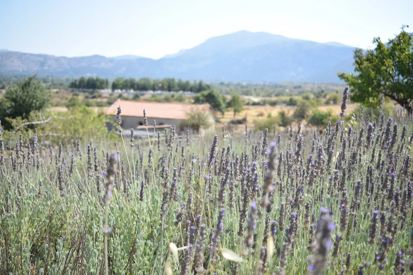Lasinthos Eco Park: Σύλλεξε Αρωματικά Φυτά