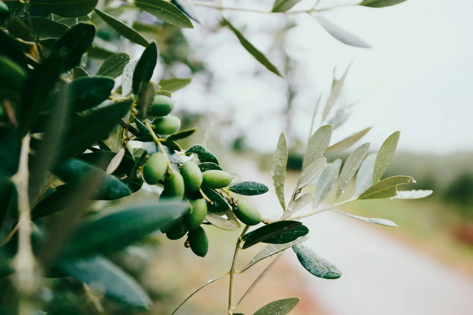 Apokoronas: 4 Unforgettable Tasting Tours!