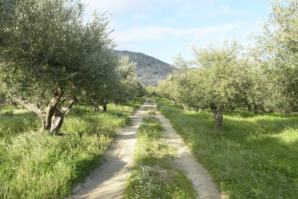 Biolea: Oiling the Wheels of History in Kolympari