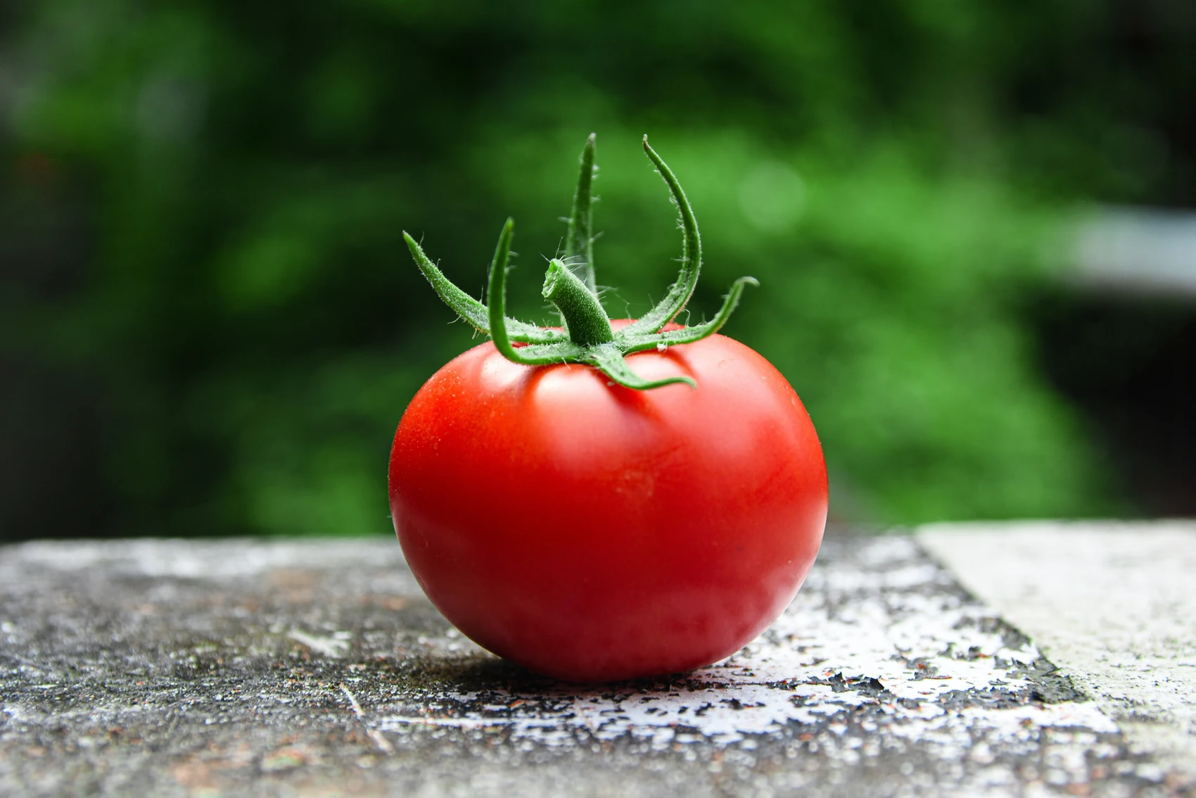 Gra Lygia: The Tomato War and the Greenhouse Pioneer