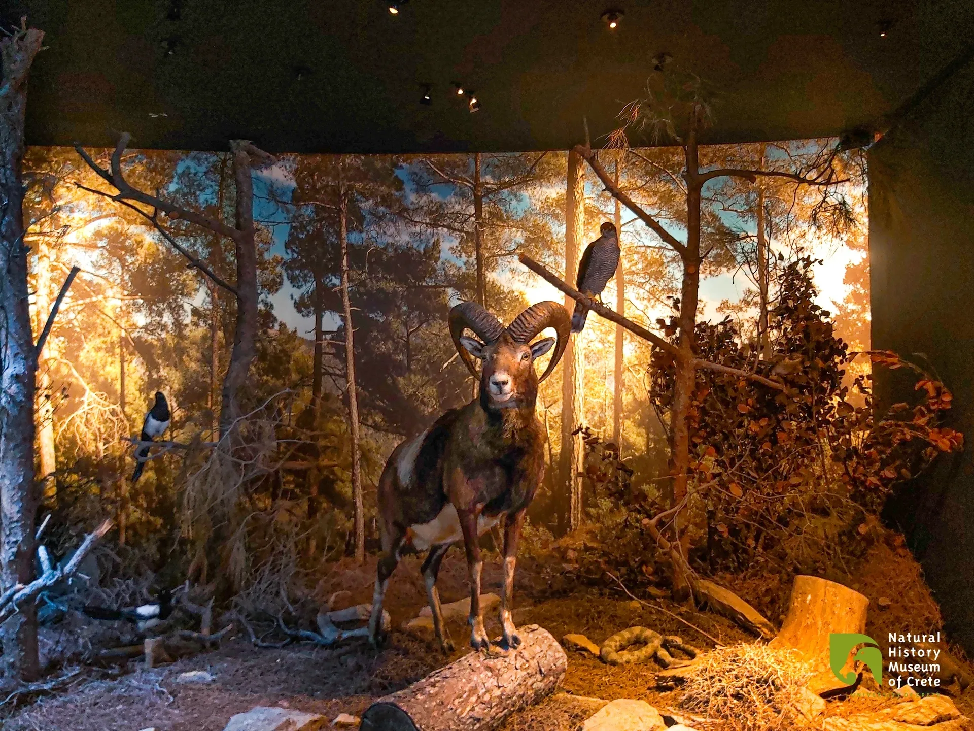 The Natural History Museum of Crete is open! - Discover Crete
