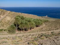 The Verdant Oasis of Agios Nikitas Beach: A Green Strip of Palm Trees