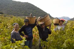 "Giorti tis Agrotissas" (Celebration of the Farmer’s Wife) in Karanou, Platanias