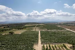 Ηράκλειο: Στους αρχαίους δρόμους των αμπελιών