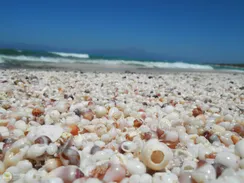 Preserving a Fairytale Destination: Chrysi Thrives Without Visitors!