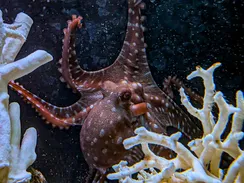 Γνωρίστε την Ελιδόνα (Callistoctopus macropus)!