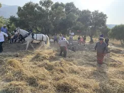 Αναβίωση του αλωνίσματος στη Μονή Μαλεβιζίου