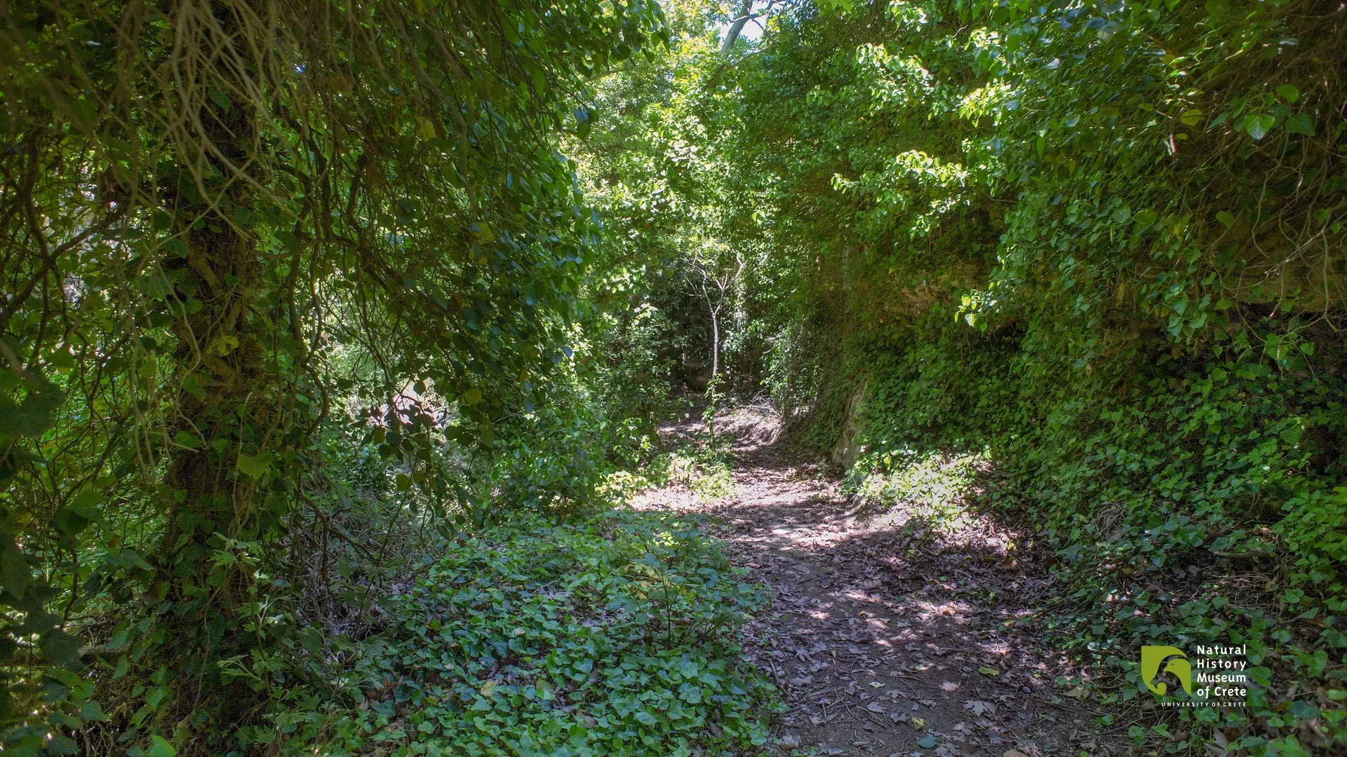 5+1 Gorges in Archanes-Asterousia That Are Calling You to Explore