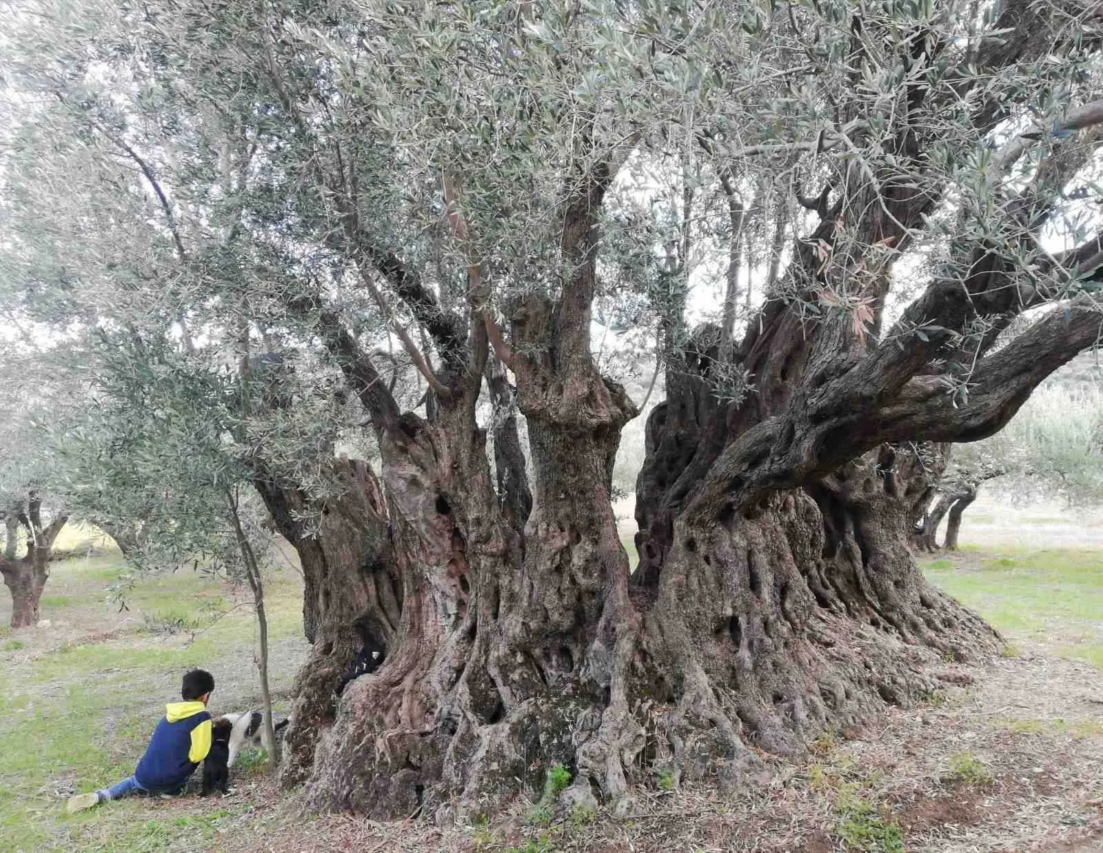 The Ancient Olive Tree of Kato Asites: Host to the 1st Olive Festival