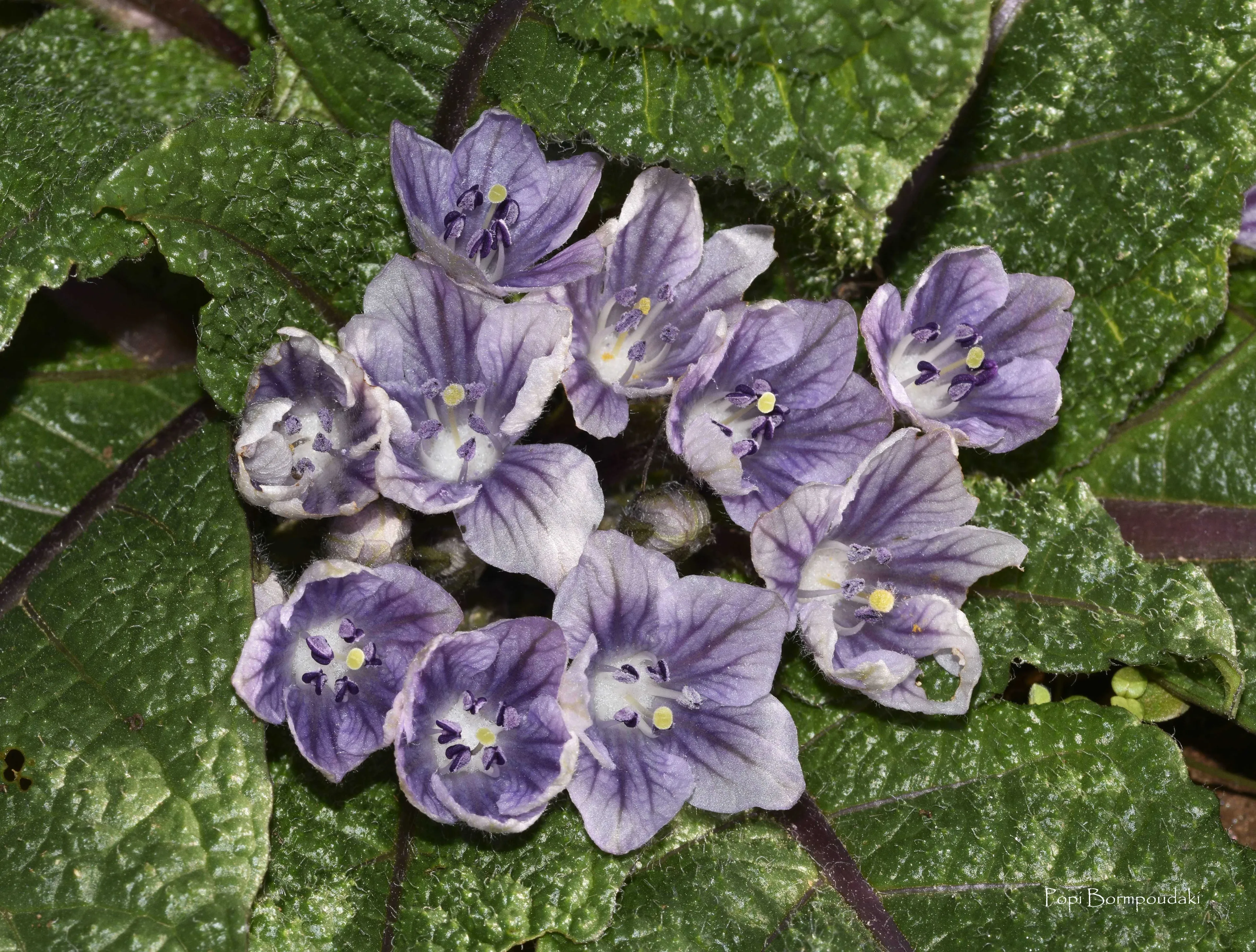 Μανδραγόρας