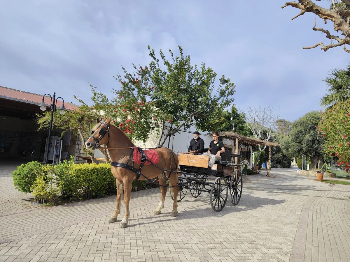 QUIZ: Which Amnisiades Park Experience Suits You Best?