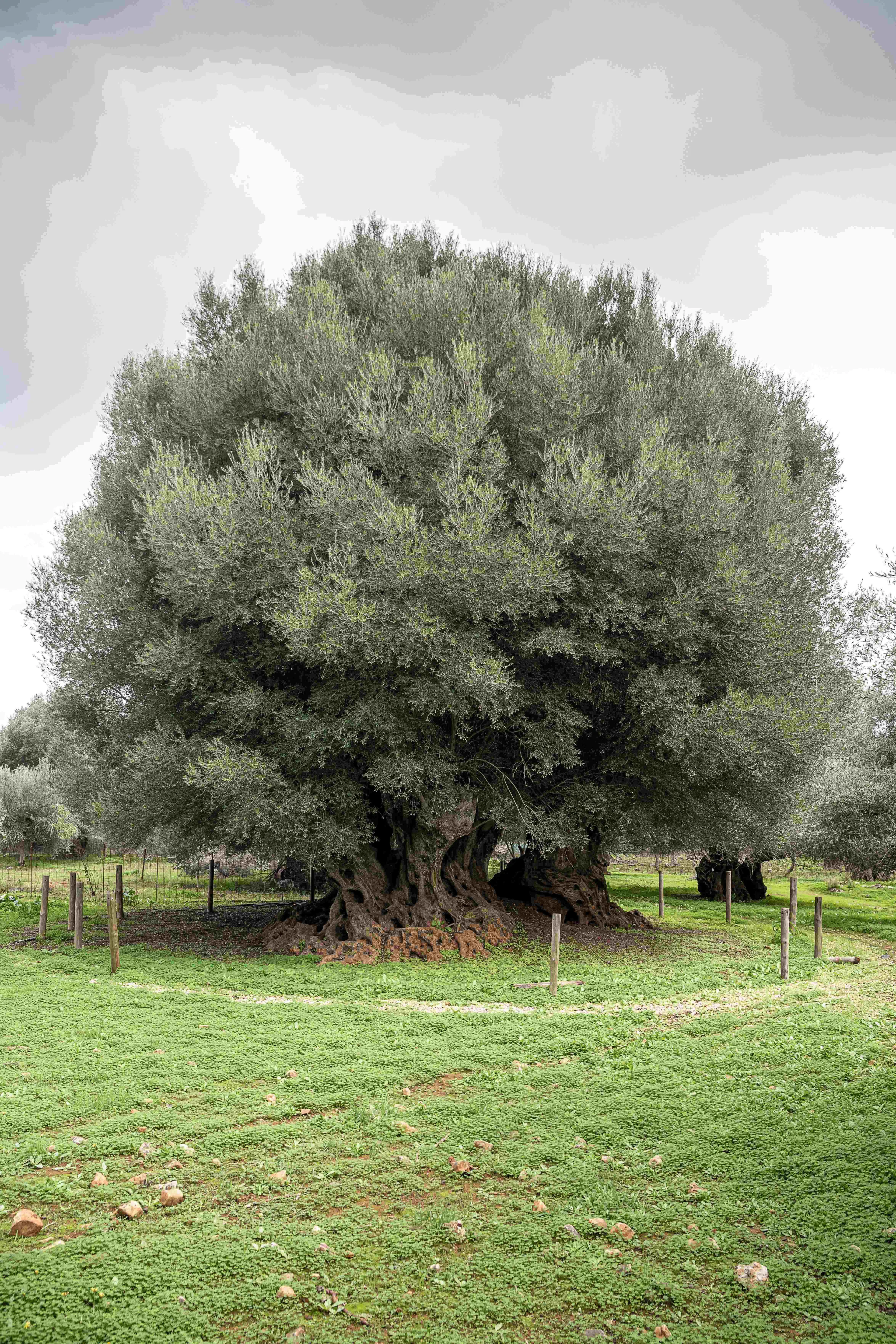 Olive tree of Samonas