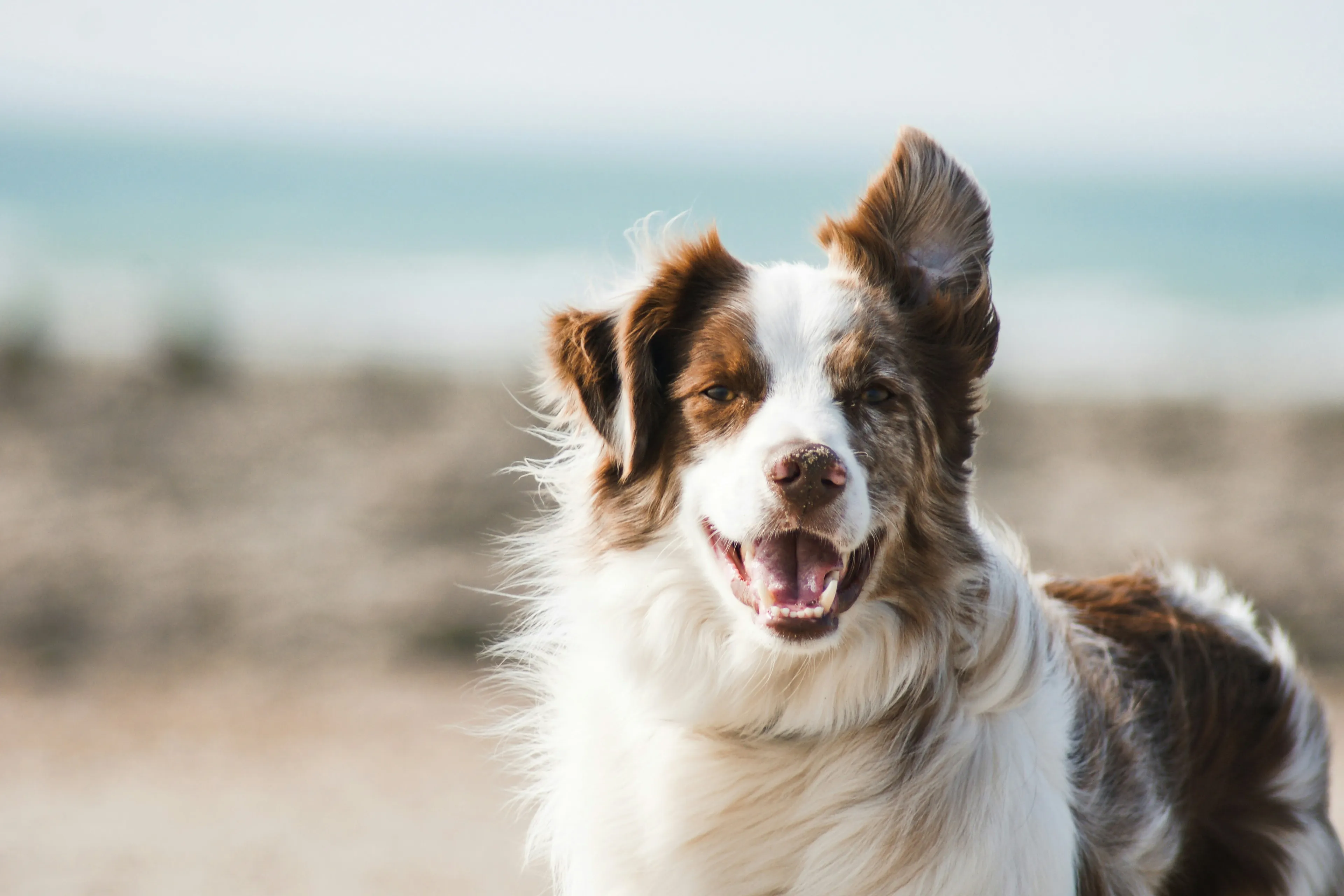 Holidays in Crete with your pet
