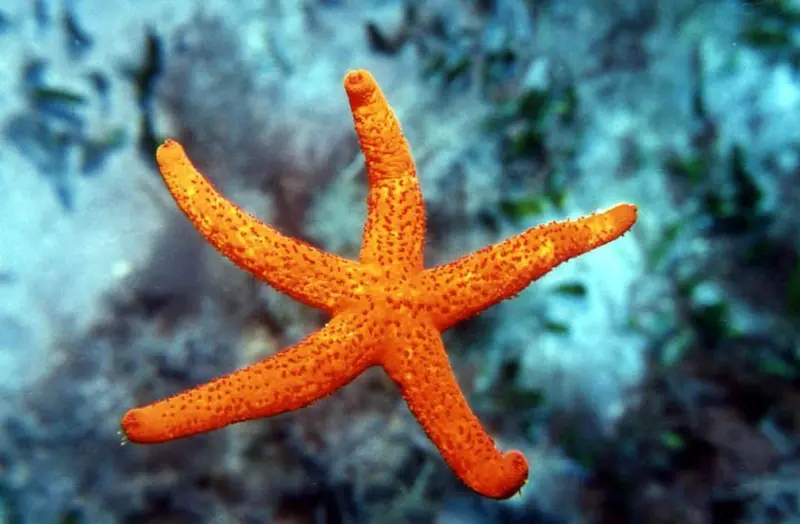 Creta's Happy Divers: Dive into Skistra: Exploring the Depths near Kolokitha