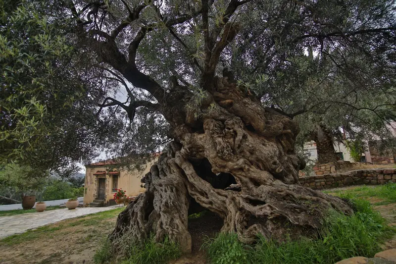 The Ancient Olive Tree of Vouves