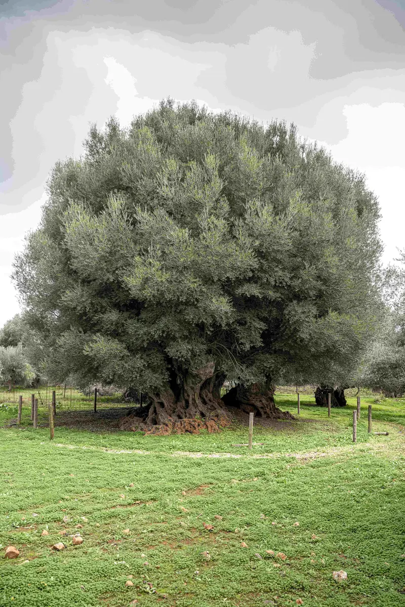 Olive tree of Samonas