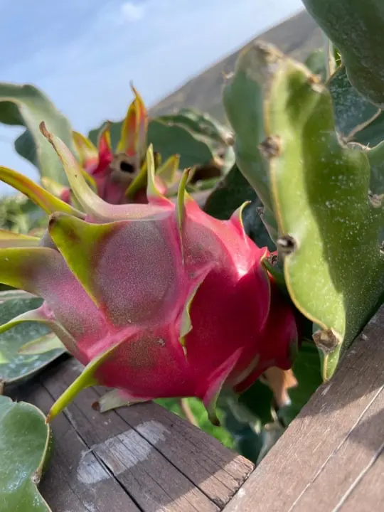 Cretan Dragon Farm: Μάθετε τα πάντα για το dragon fruit