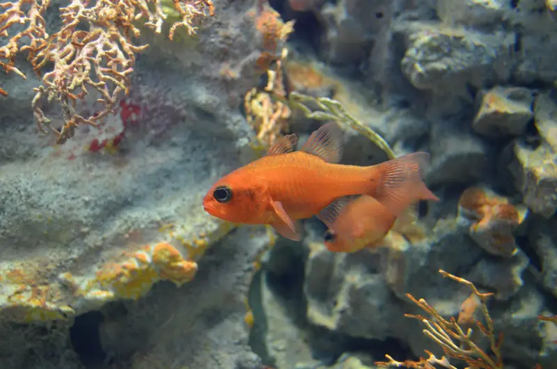 Anthias anthias