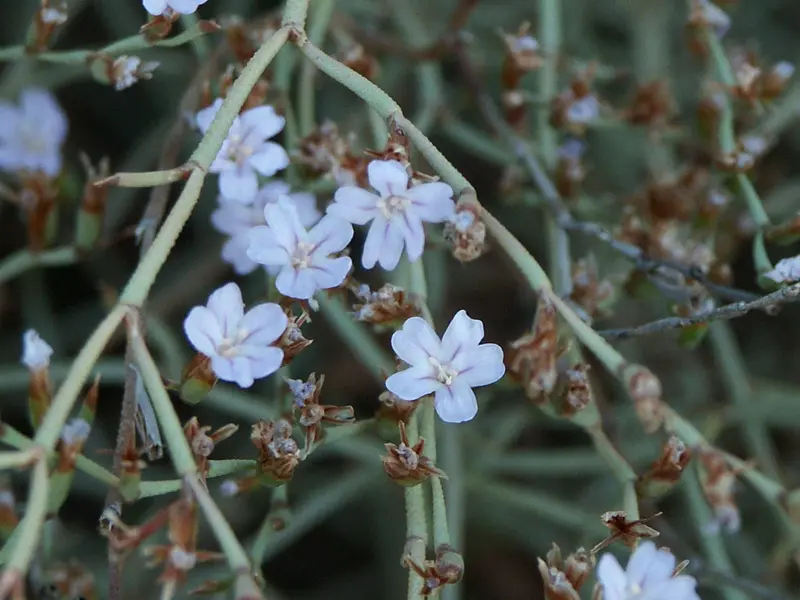 Limonium Sitiacum