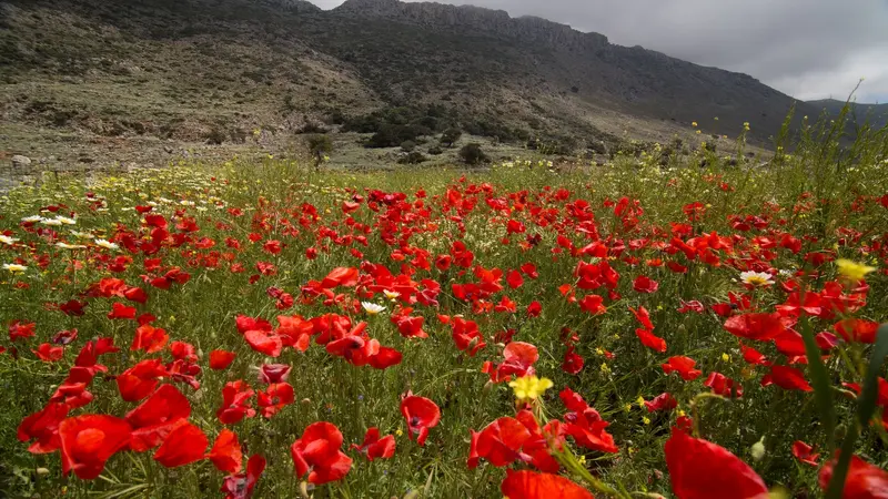 Πρωτομαγιά στην Κρήτη: Μια γιορτή γεμάτη χρώματα και αρώματα
