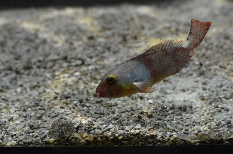 Mediterranean Parrotfish