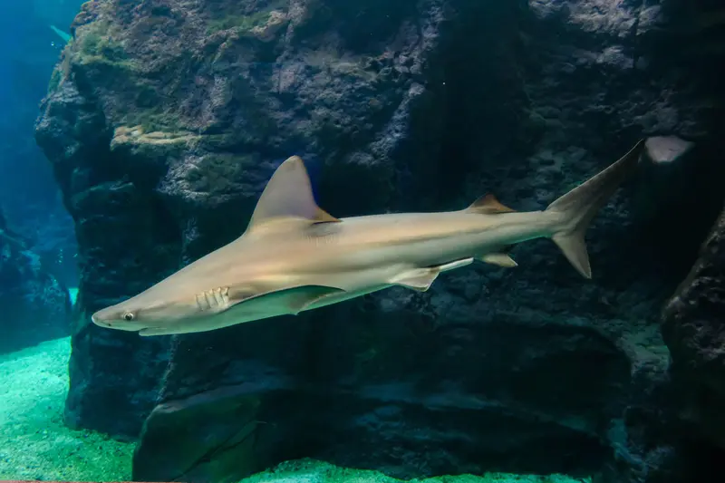 Dusky Shark