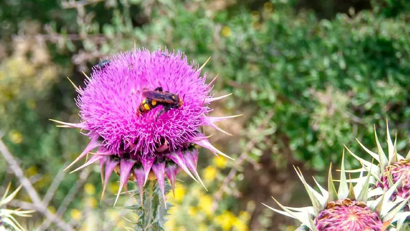 Excursion to Valsamonero – Sanida