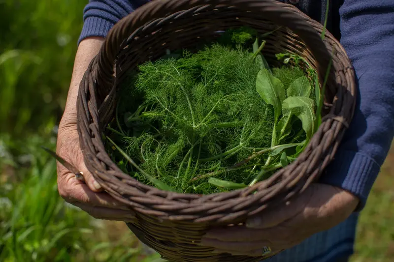 Ready… for wild greens? Grab your knife and bags and let’s go!