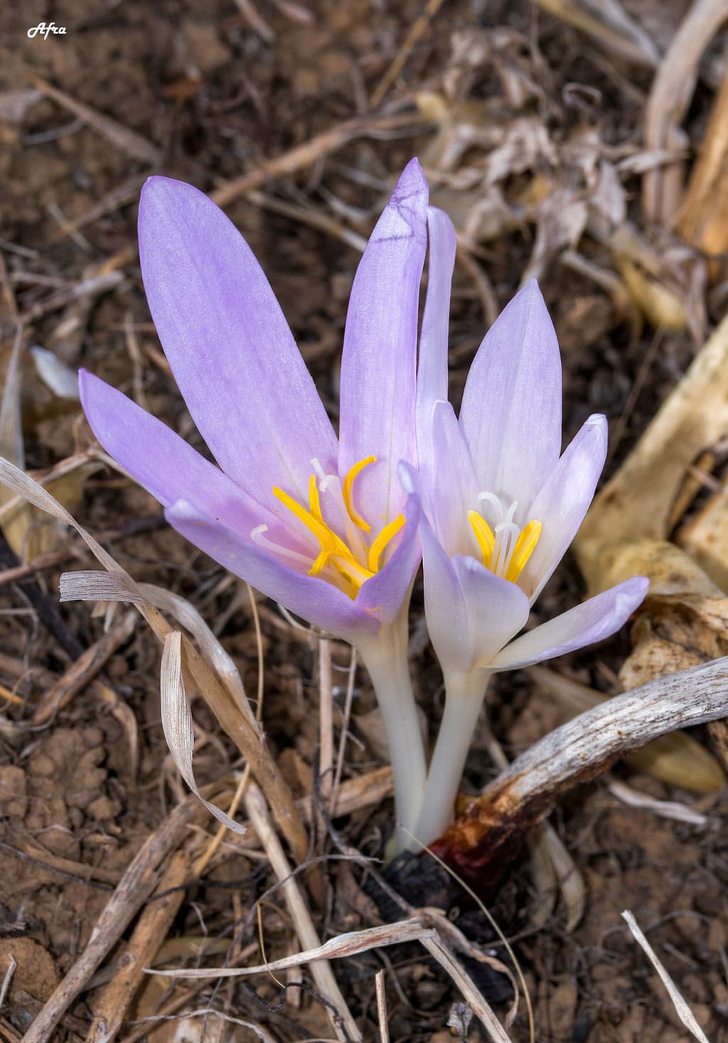 Colchicum Balansae - Balansa Colchico