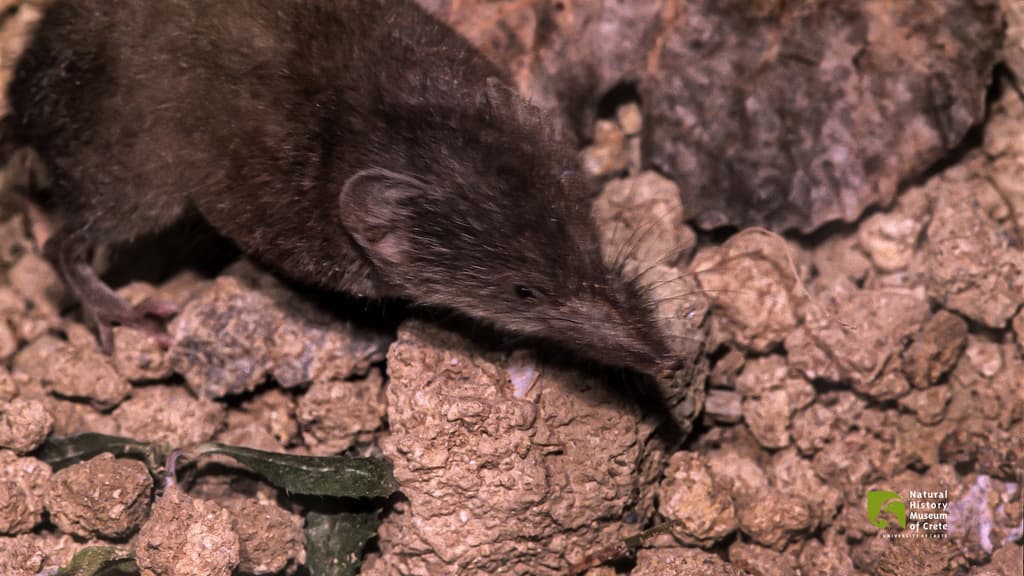 Cretan shrew