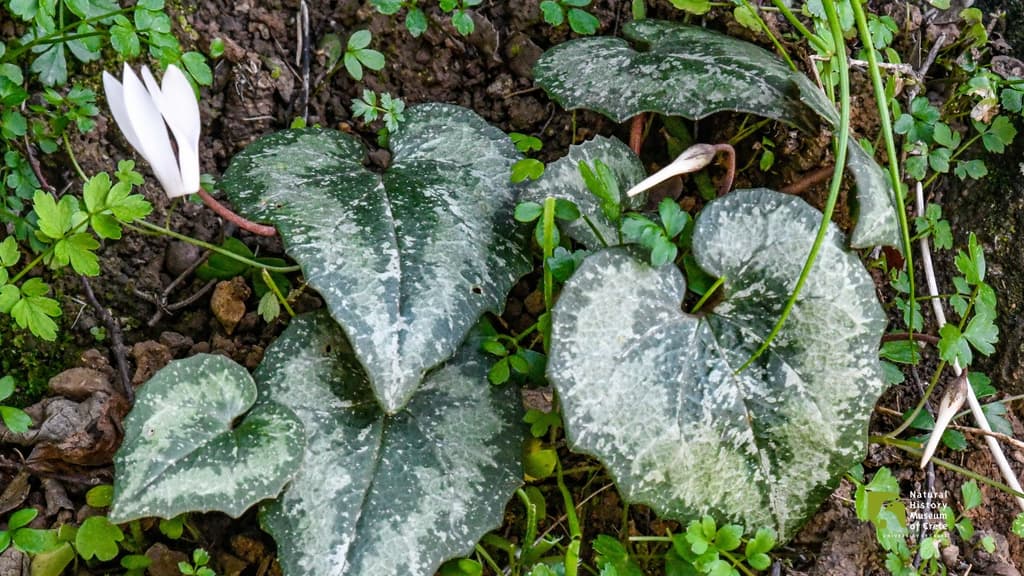 Cretan Cyclamen