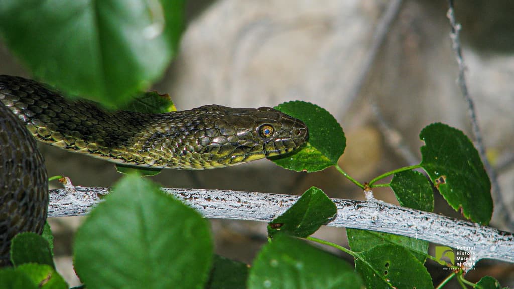 Water Snake