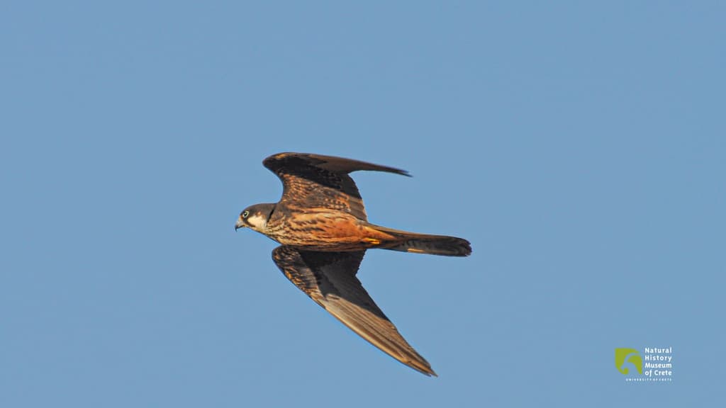 Eleonora's Falcon