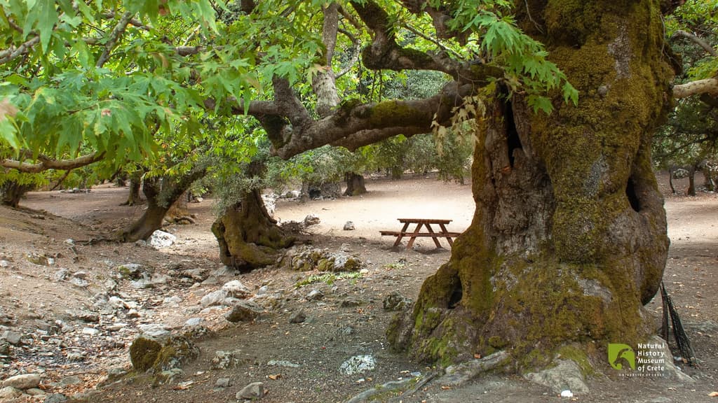 The Mountaineering Club of Heraklion Welcomes 2026