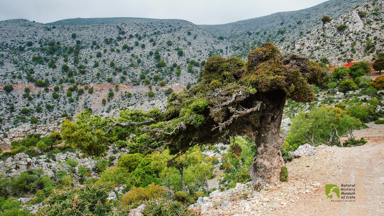 5 Forests in Crete that Hikers Love!