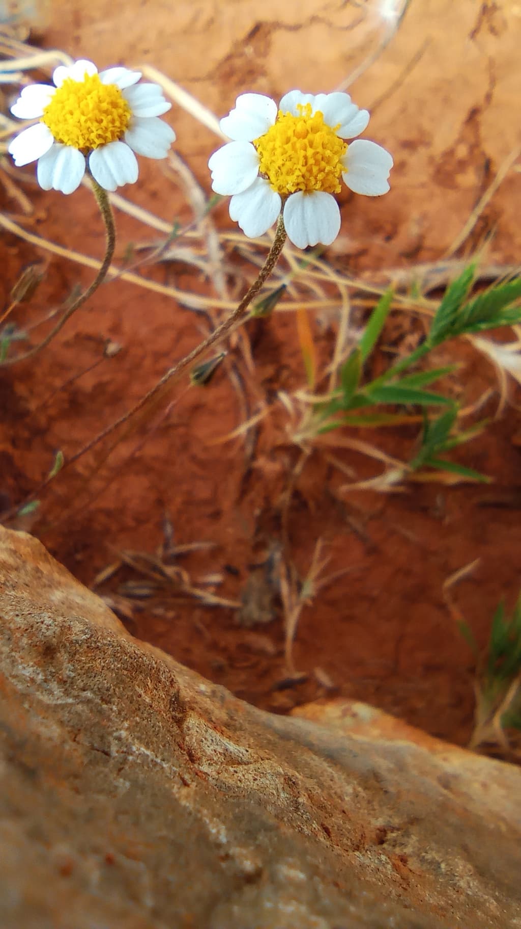 Anthemis Filicaulis, Slender-stemmed Chamomile