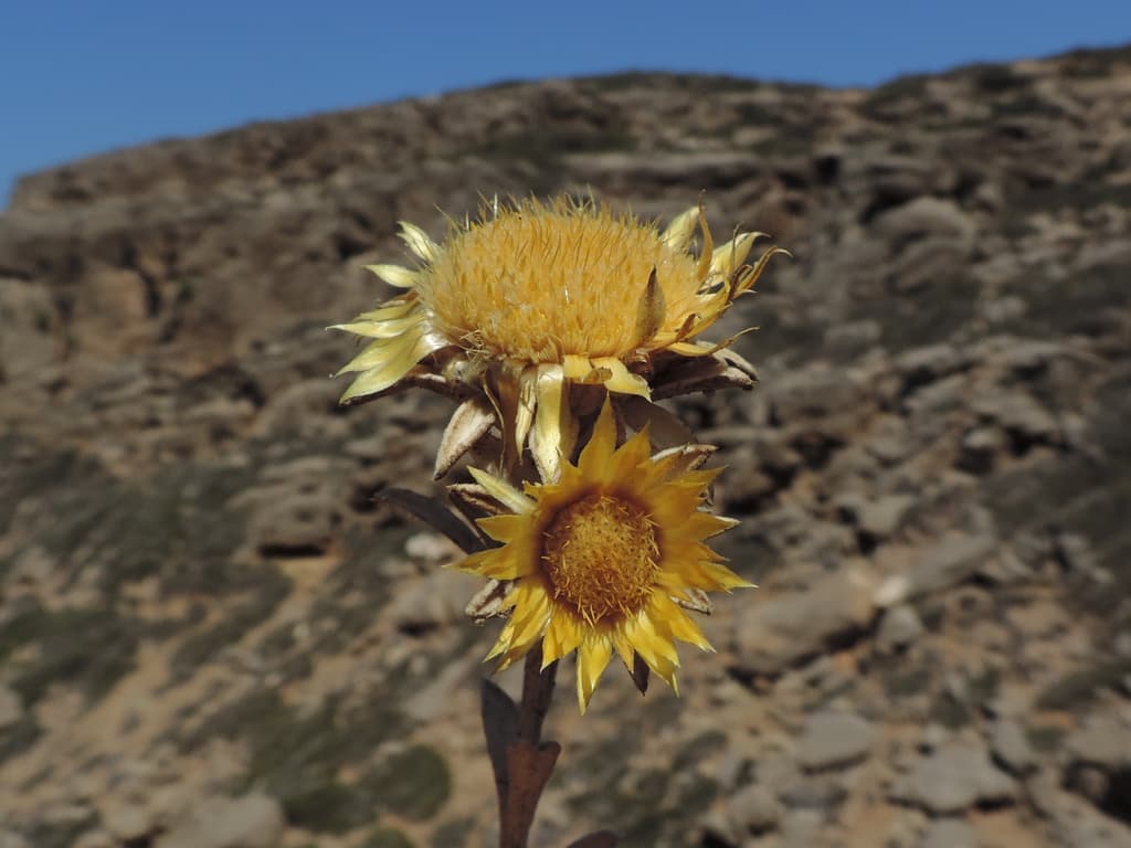 Carlina diae, Carlina of Dia