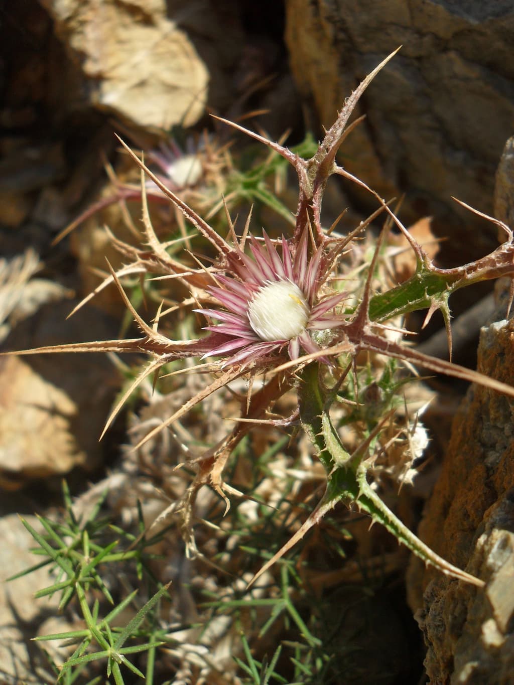 Carlina Sitiensis