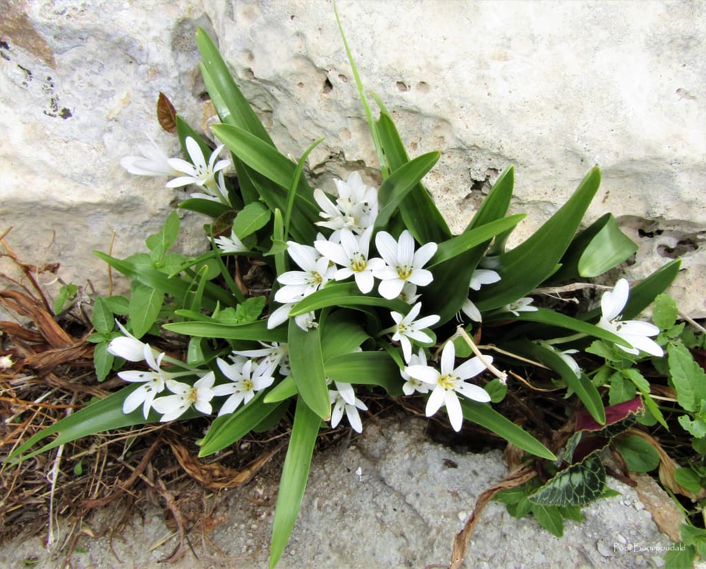 Mediterranean Meadow Saffron