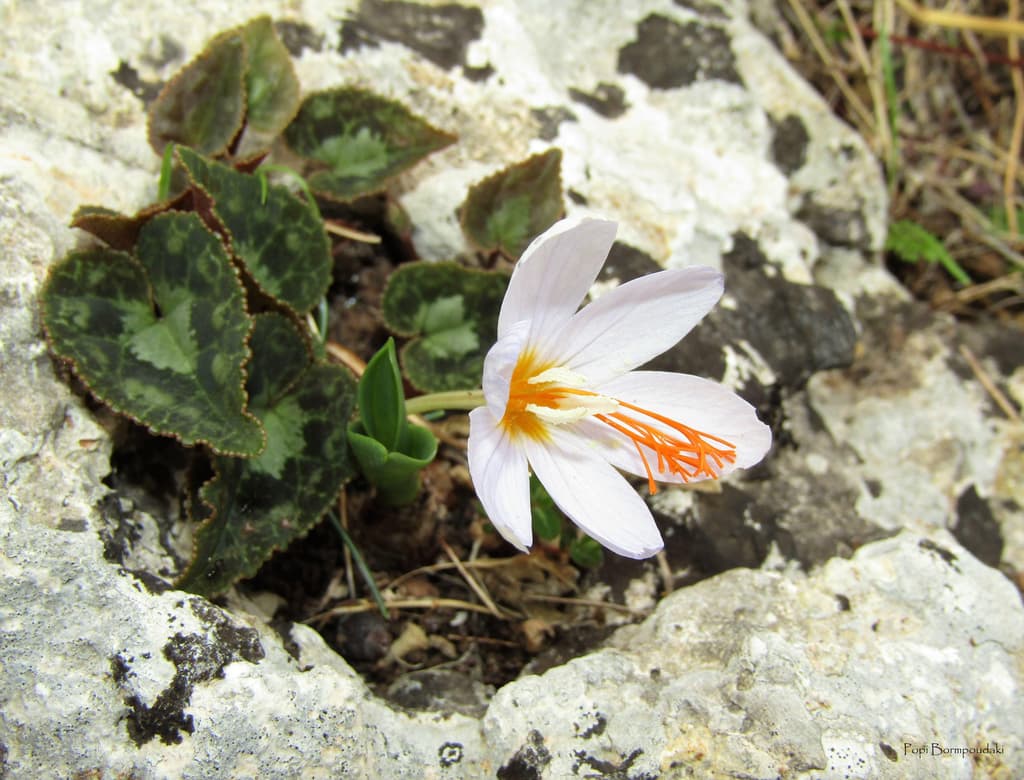 Tournefort Crocus