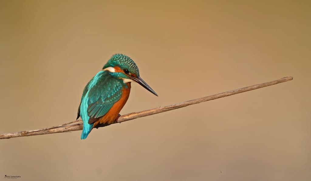 Common Kingfisher