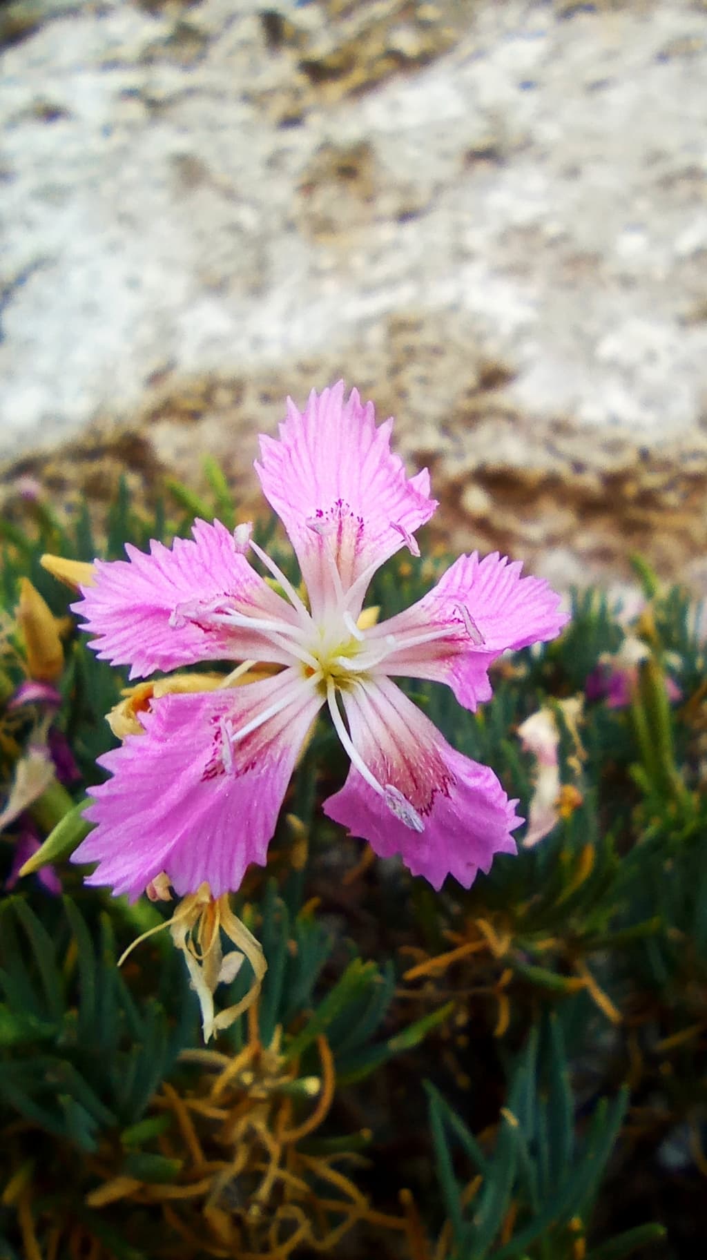 Dianthus Fruticosus Subsp. Sitiacus