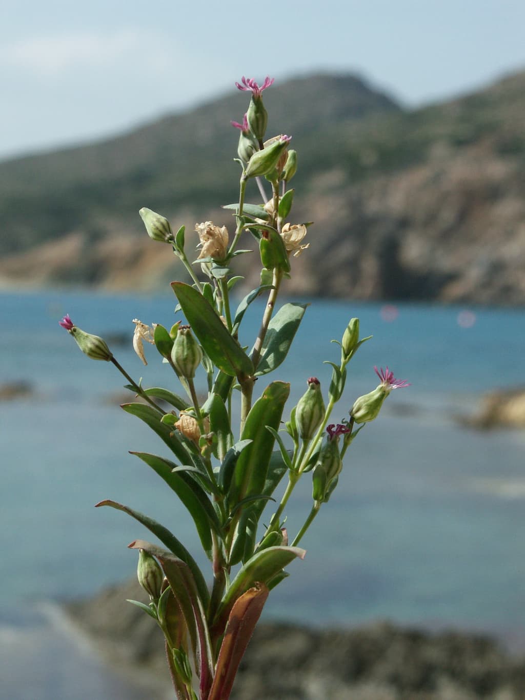 Silene Holzmannii