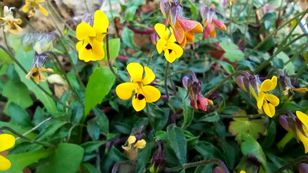 Viola Scorpiuroides