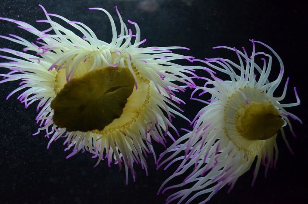 Snakelocks Anemone