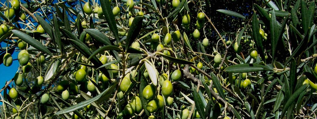 2η Γιορτή Ελιάς και Ελαιολάδου