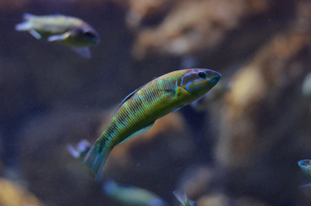 Ornate Wrasse