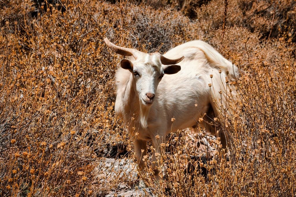 QUIZ: How Much Do You Know About Crete's Wildlife?