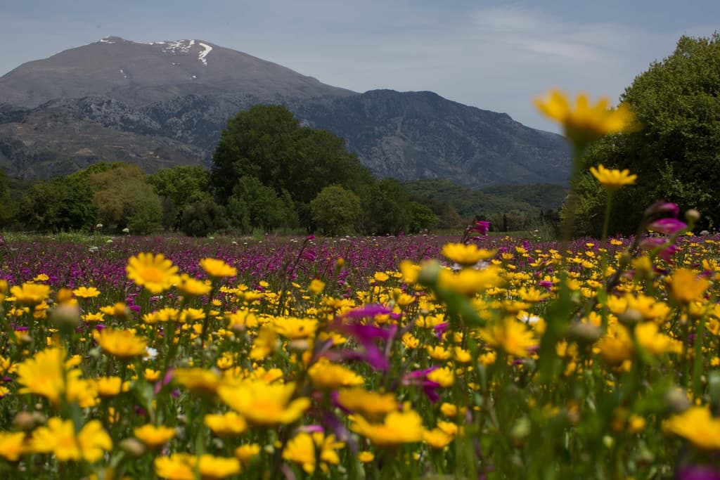 Quiz: How Well Do You Know Crete’s Flora?
