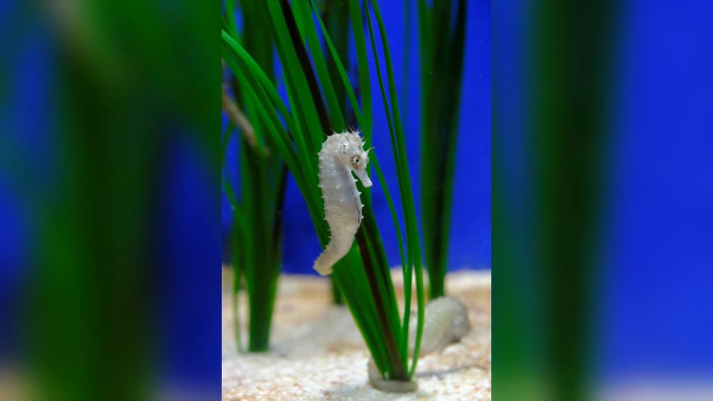 Seahorse- - Hippocampus guttulatus